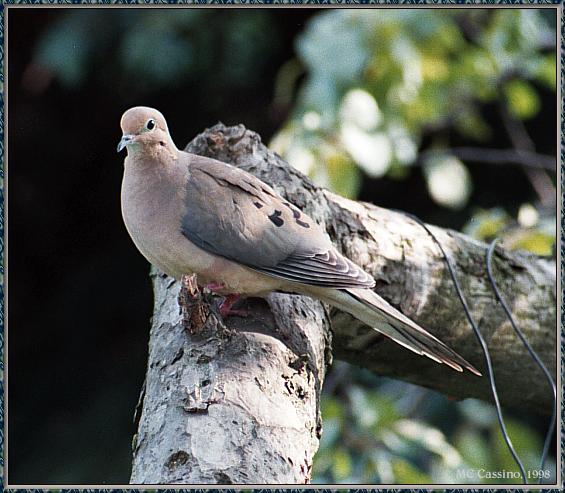CassinoPhoto-JuneBird18-Mourning Dove-sitting on tree.jpg