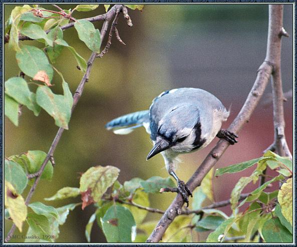 CassinoPhoto-JuneBird19-Blue Jay-perching on branch.jpg
