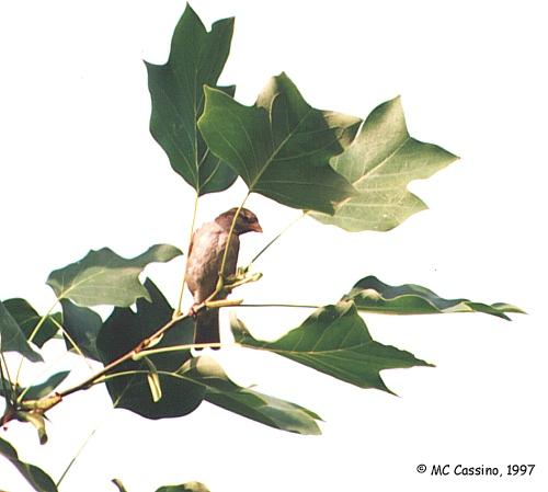 CassinoPhoto-Sparrow01-OnBranchtip.jpg