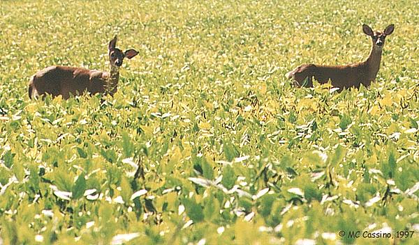 CassinoPhoto-WhitetailDoes 2Deers01-SoybeanField.jpg