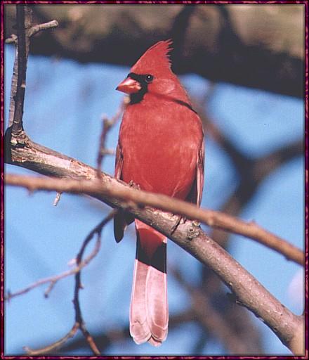 CassinoPhoto-cardinal02-male on branch-closeup.jpg