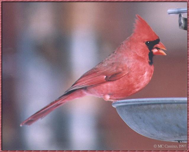 CassinoPhoto-cardinal03-Male on bird feeder.jpg
