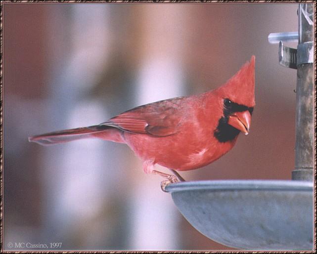 CassinoPhoto-cardinal04-Male on bird feeder.jpg
