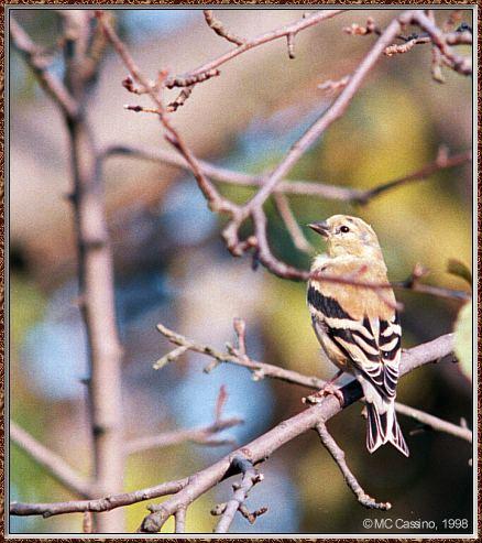 CassinoPhoto-gfinch980926a-American Goldfinch-winter plumage.jpg