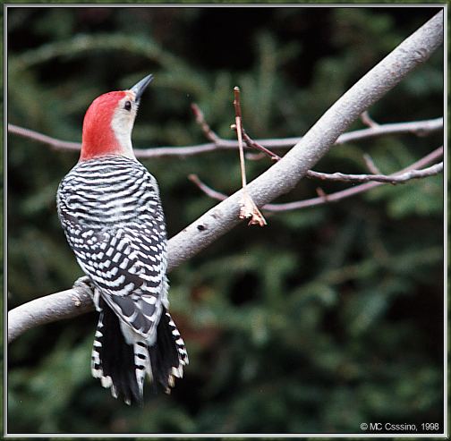 CassinoPhoto-rbw-Red-bellied Woodpecker-perching on branch.jpg