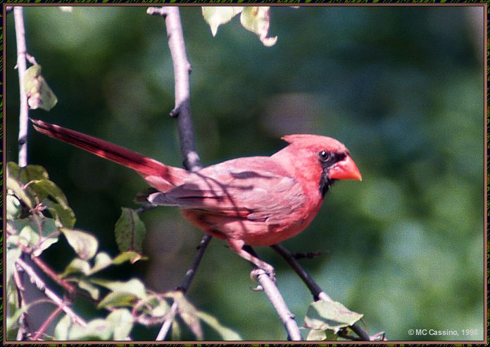 Cassino Photo-Cardinal01-male perching on branch.jpg