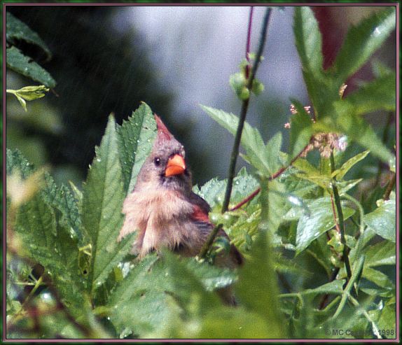 Cassino Photo-Cardinal02-female perching on tree.jpg
