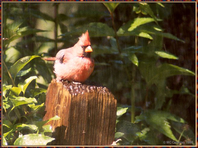 Cassino Photo-Cardinal03-male perching on log.jpg