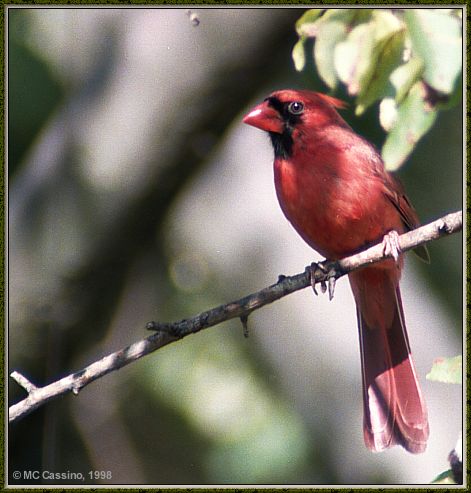 Cassino Photo-Cardinal05-male perching on branch.jpg