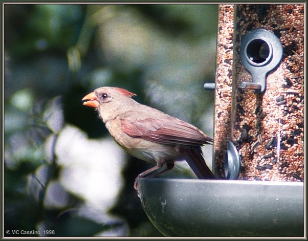 Cassino Photo-Cardinal06-female perching on bird feeder.jpg