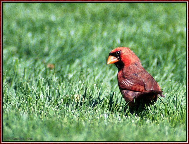 Cassino Photo-Cardinal08-male walking on grass.jpg