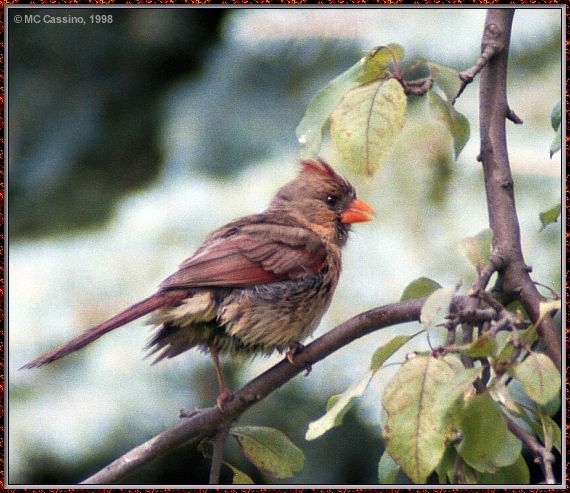 Cassino Photo-Cardinal09-female perching on branch.jpg