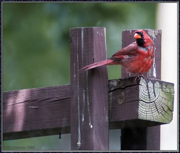 Cassino Photo-Cardinal10-male perching on log.jpg