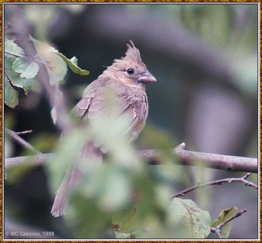 Cassino Photo-Cardinal11-juvenile perching on branch.jpg