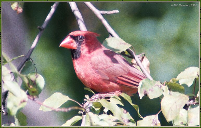 Cassino Photo-Cardinal13-male perching on branch.jpg