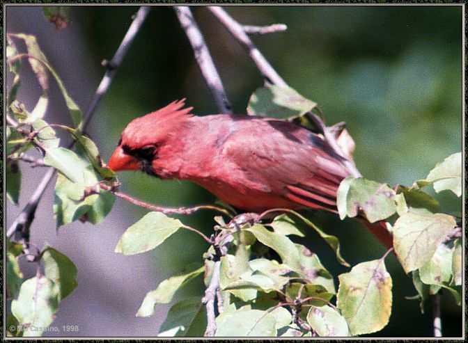 Cassino Photo-Cardinal14-male foraging on branch.jpg