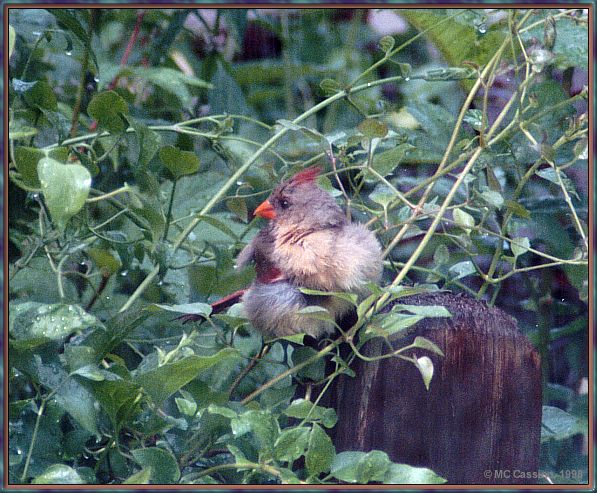 Cassino Photo-Cardinal15-female perching on log.jpg