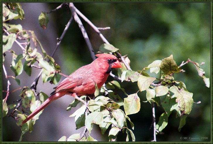 Cassino Photo-Cardinal16-male perching on branch.jpg