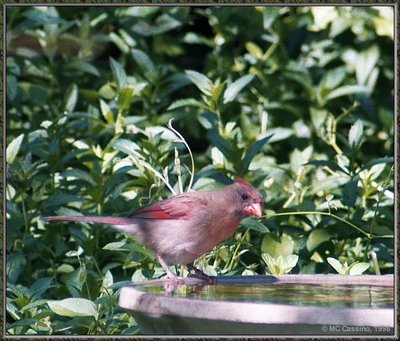 Cassino Photo-Cardinal17-female perching on disk.jpg