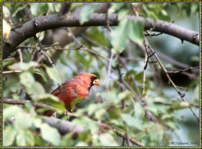 Cassino Photo-Cardinal18-male perching on branch.jpg