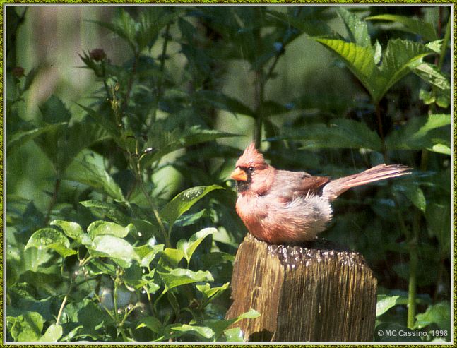 Cassino Photo-Cardinal19-female perching on log.jpg