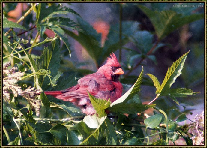 Cassino Photo-Cardinal20-male perching on branch.jpg