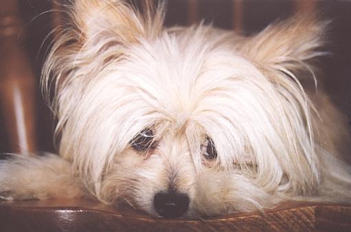 Charlie1-White Silky Terrier Dog-by Fiona Anderson.jpg