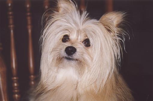 Charlie2-White Silky Terrier Dog-by Fiona Anderson.jpg