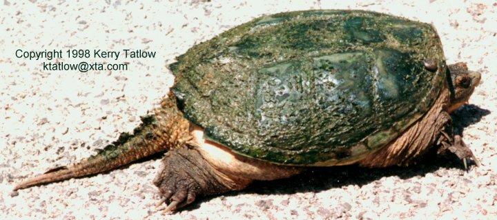 Chelydra-Common Snapping Turtle-ktatlow@xta.com-by Kerry Tatlow.jpg