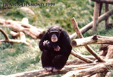Chimpanzee01-by Dennis Desmond.jpg