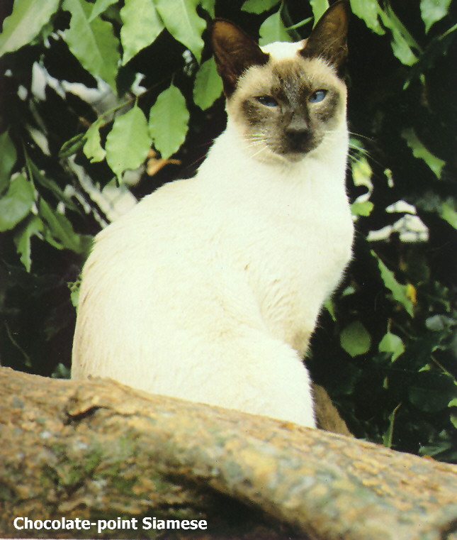 Chocolate-point Siamese House Cat-by Roy Cutts.jpg