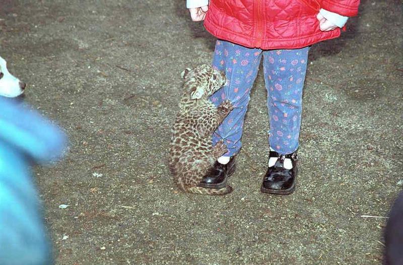Chuddley neg34-African Leopard Cub-by Mark Haysman.jpg