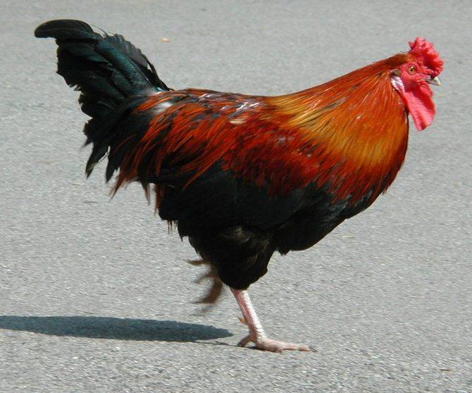 Cock1-Domestic Chicken-by Erich Mangl.jpg
