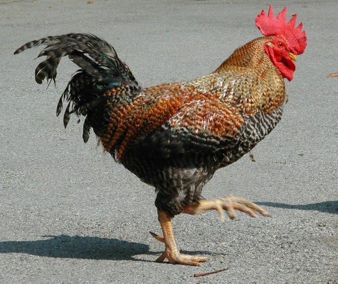 Cock2-Domestic Chicken-by Erich Mangl.jpg