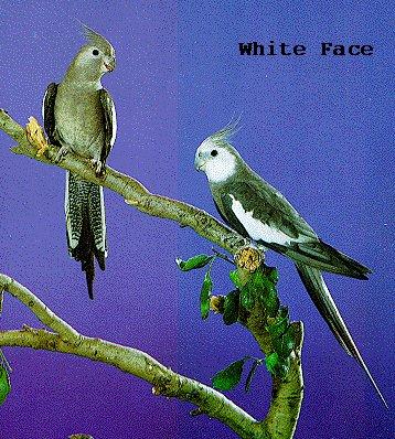 Cockatiel Mutation 05-white face-pair-by Dan Cowell.jpg