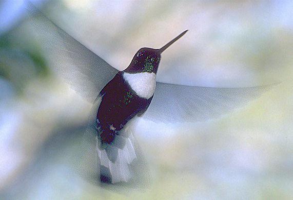 CollaredInca Hummingbird-closeup in flight.jpg
