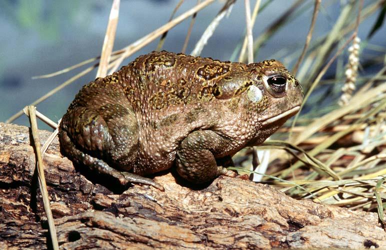 Colorado River Toad-by Shirley Curtis.jpg