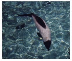 Commersons Dolphin in water-at Sea World Ohio-by World Traveler.jpg