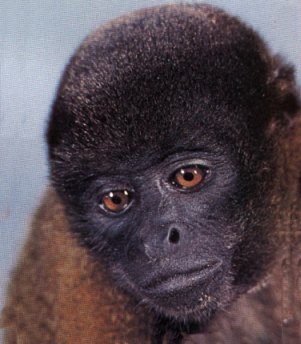Common-Woolly-Monkey-Face closeup-by Linda Bucklin.jpg