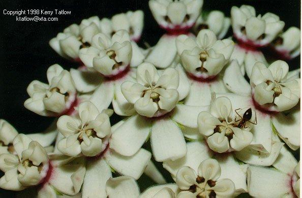 Common Ant On Milkweed Flowers-by Kerry Tatlow.jpg