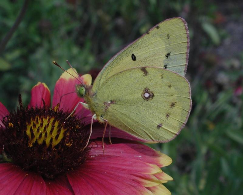 Common Sulphur Butterfly-by Steven Spach.jpg