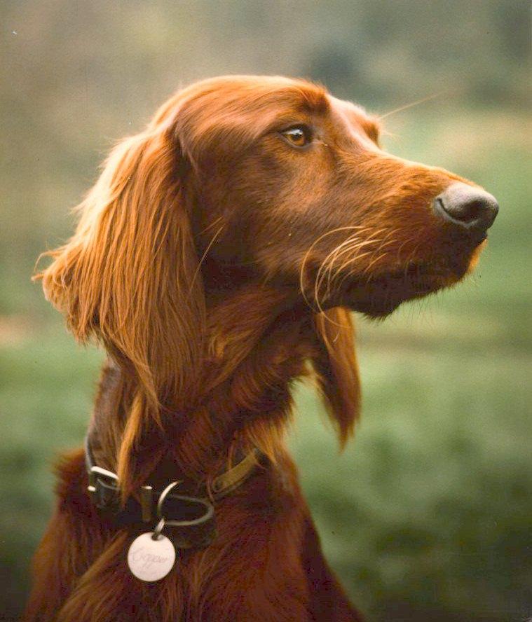 Copper-Irish Setter dog-by Antony Reno.jpg