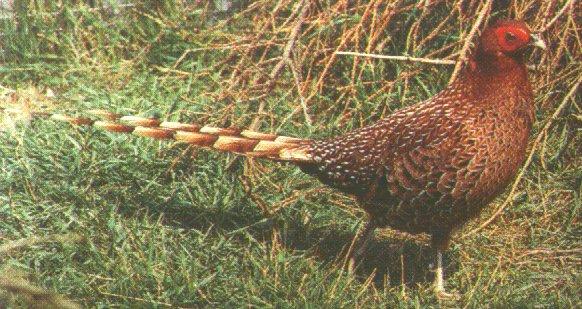 Copper Pheasant-walking on grass-by Dan Cowell.jpg