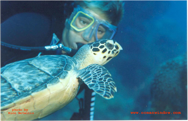 Cozumel-Hawksbill turtle-by Rico Botellio.jpg