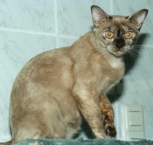 Crazy04-Tortie Burmese Cat-by Frank and Heidi Schulz.jpg
