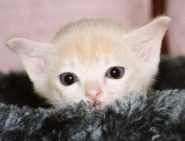 Cream4-Cream Burmese Cat-kitten face closeup-by Frank and Heidi Schulz.jpg