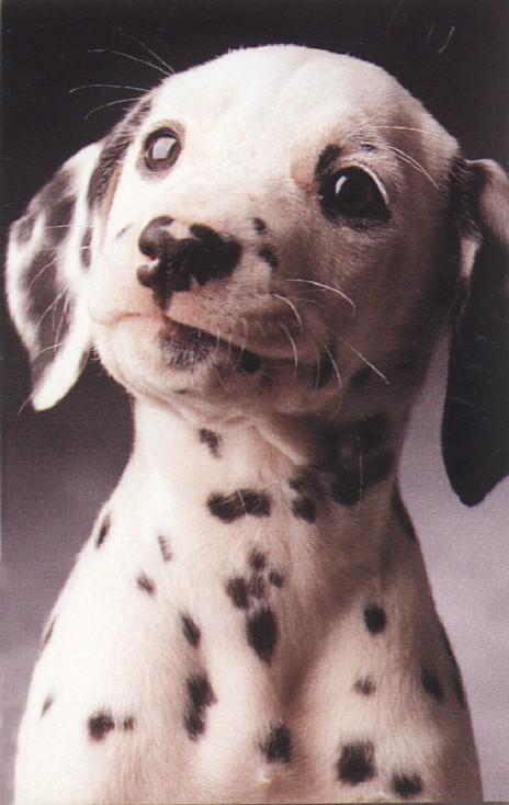 Dalmation pup-Dalmatian Dog-puppy-by Fiona Anderson.jpg
