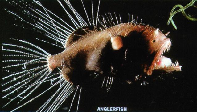 Deepsea-Anglerfish J01-closeup.jpg