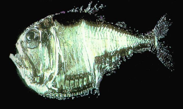 Deepsea-Hatchetfish J01-closeup.jpg