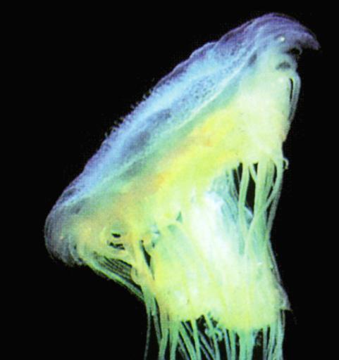 Deepsea-Lion-maned Jellyfish J01.jpg